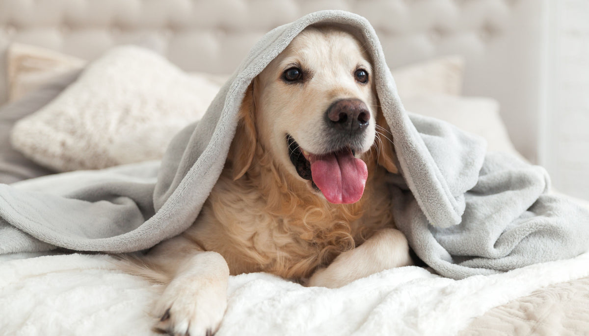 View of The Secrets to Keeping Your Dog Warm in Cold Climates - Love.com