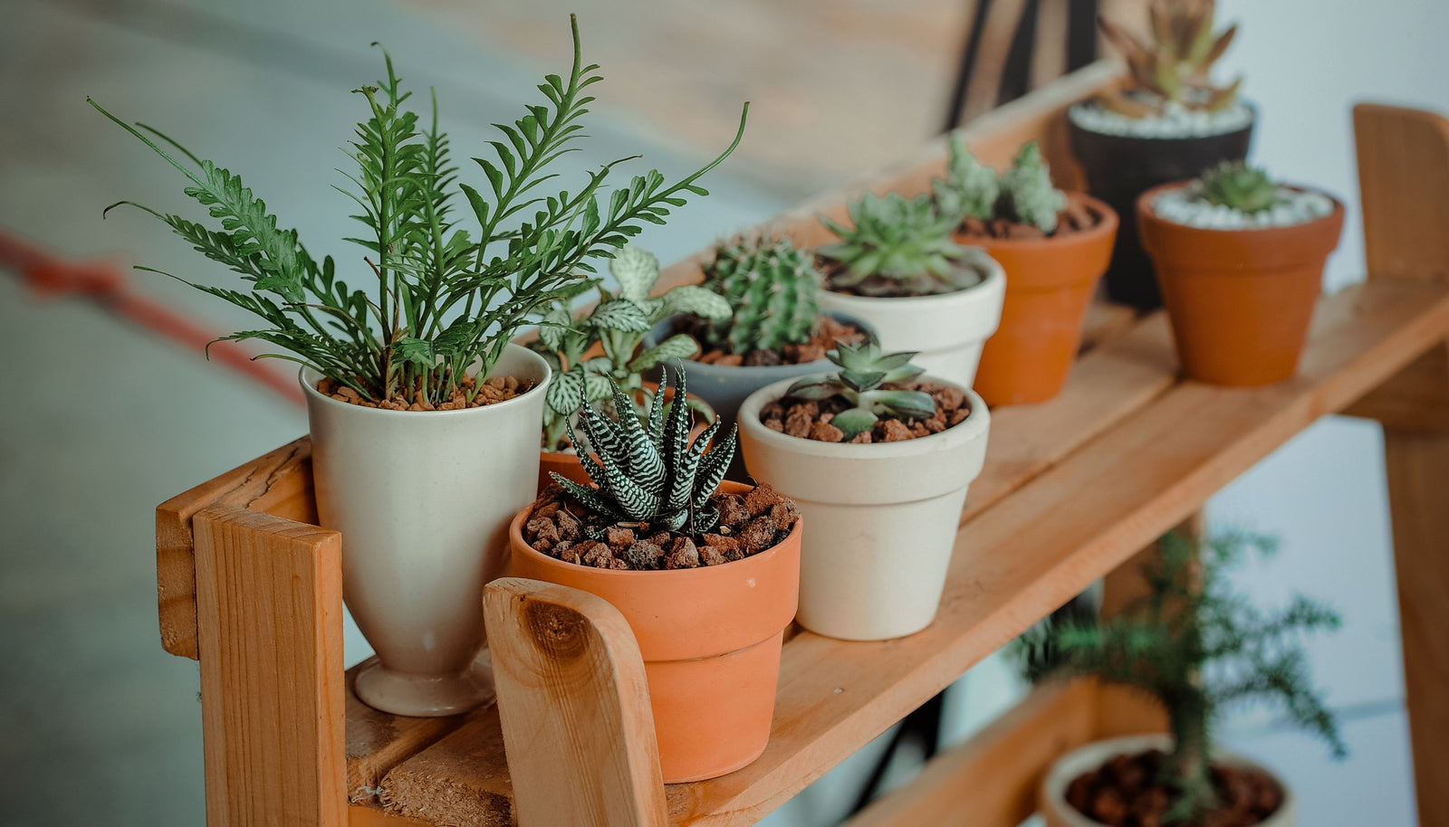 Creating an Indoor Garden: Tips for Plant Lovers with Limited Space