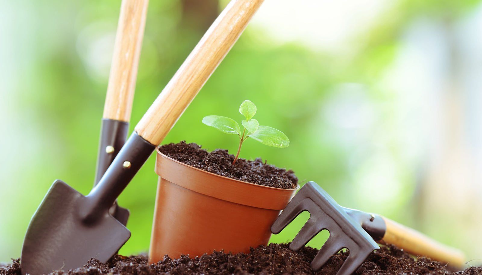 10 Tips for Starting Your Seeds Using Organic Gardening Methods