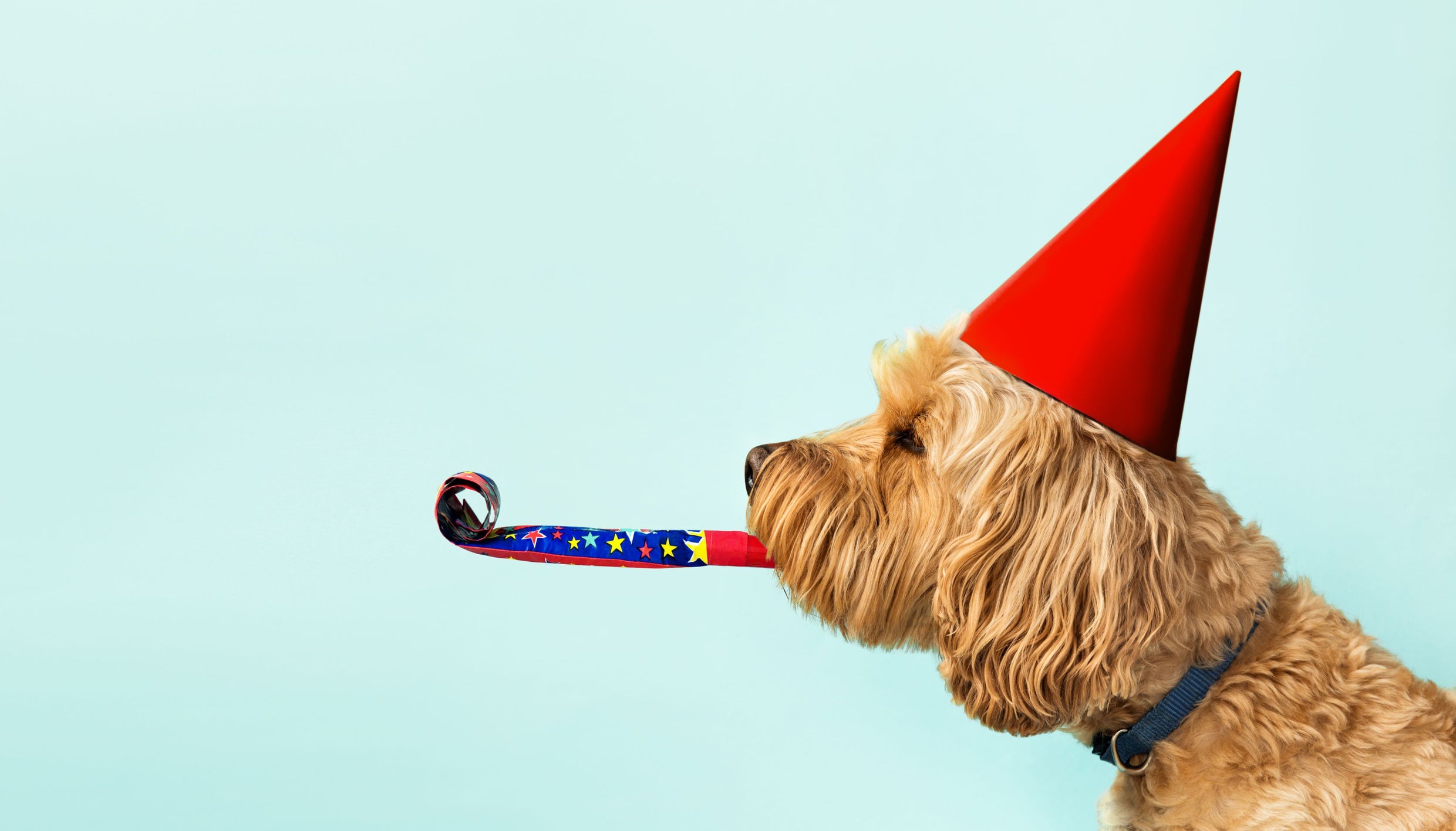 Pet Party Planning Made Easy: Expert Tips and Ideas