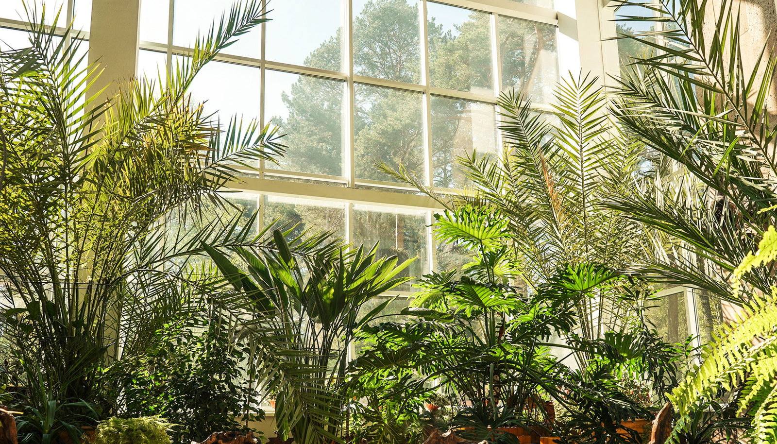 Enhance Your Urban Living Space with Stress-Reducing Indoor Plants