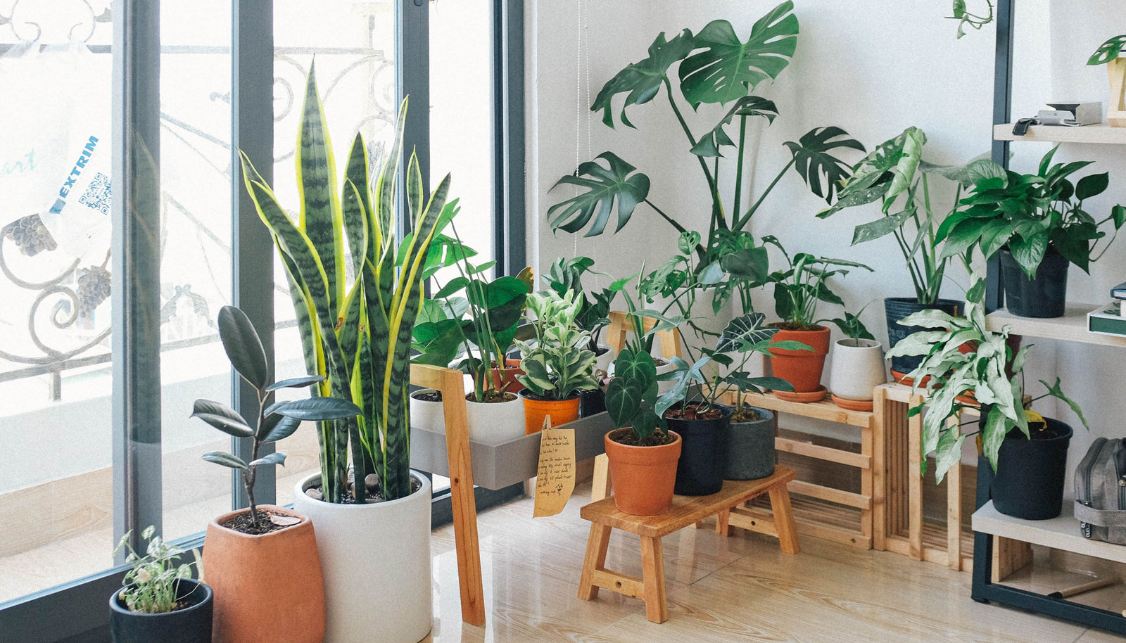 The Power of Indoor Plants: Air Purifying and Mood-Enhancing Benefits
