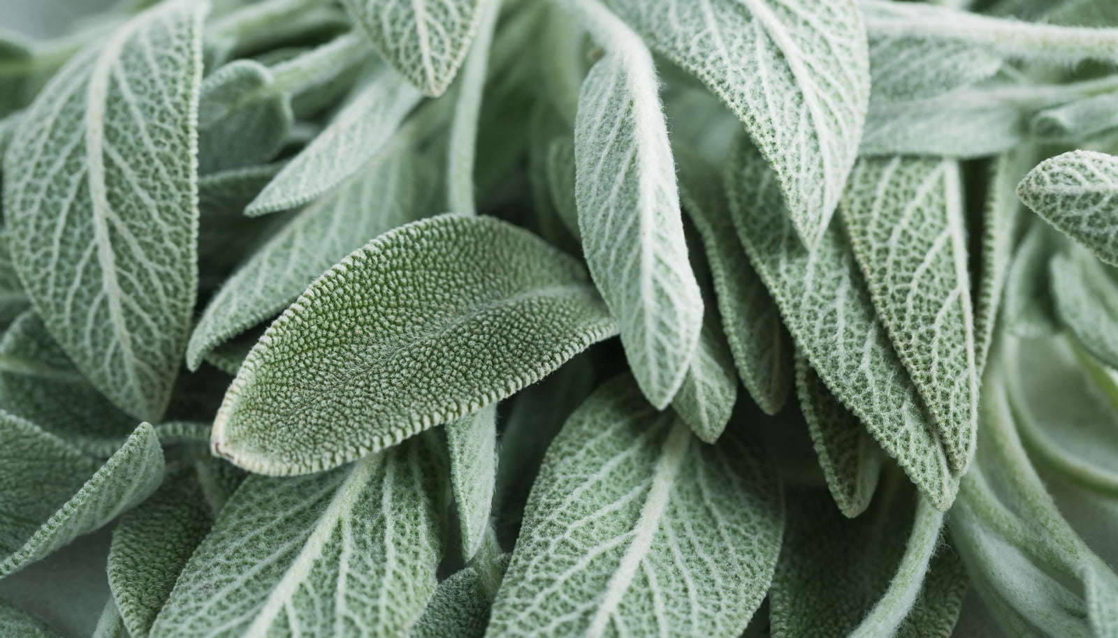 Pure and Natural: The Inherent Qualities of High-Quality Sage
