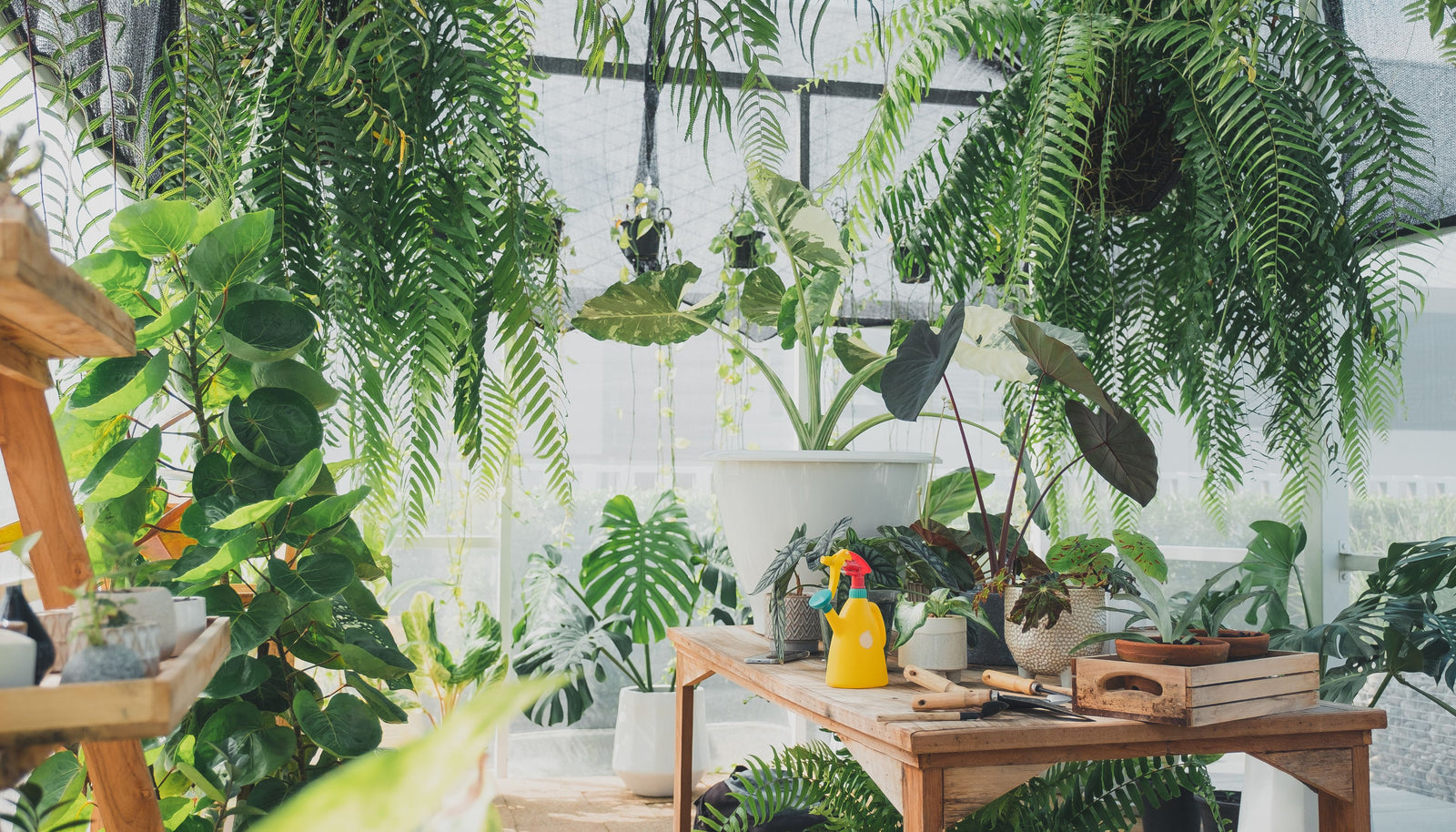 Top 10 Low-Maintenance Houseplants for Beginners