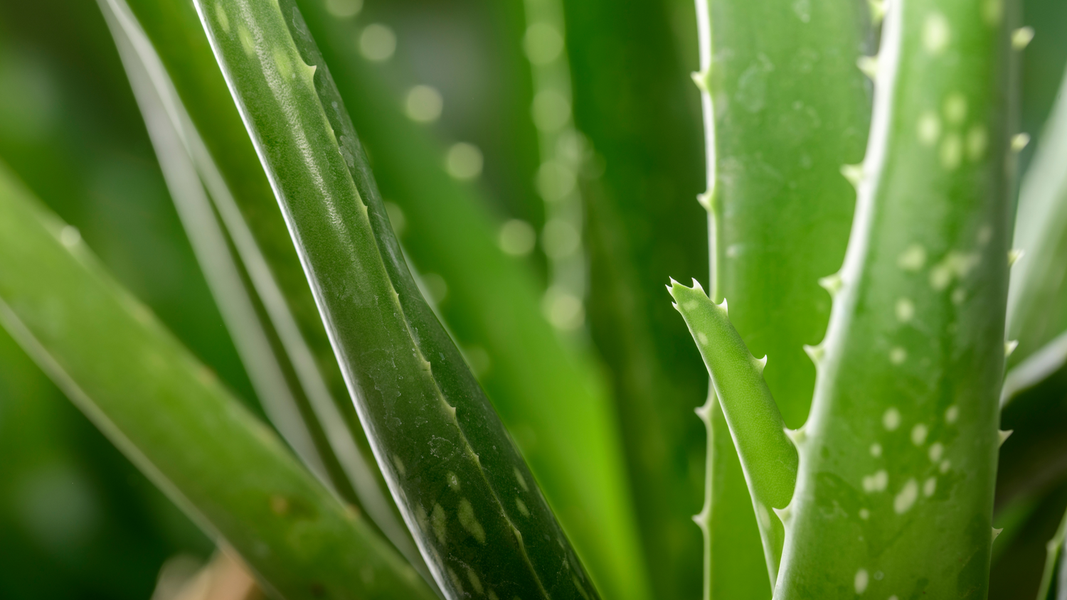 Aloe Propolis Creme for Blemishes