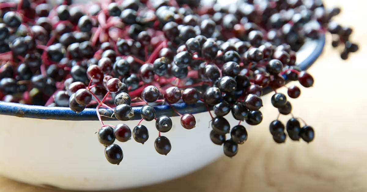 The Incredible Health Benefits of Elderberry Sea Moss