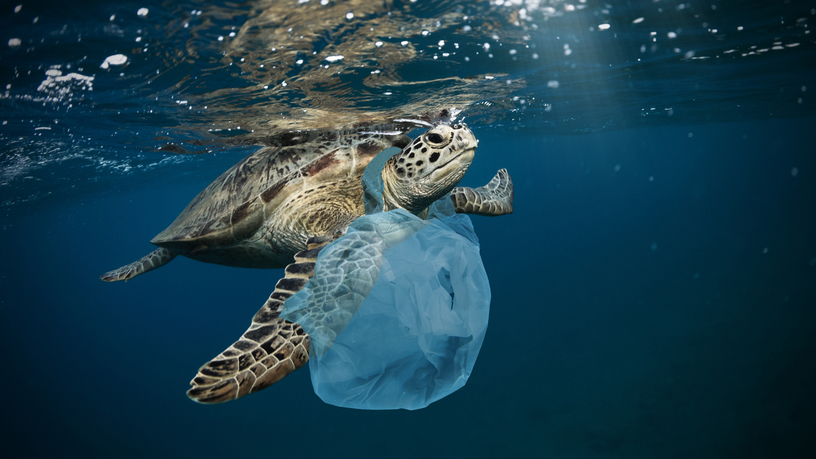 The Ocean Plastic Crisis: Small Changes That Create a Big Impact