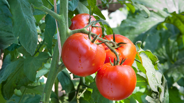 What's in Season: August Fruits & Vegetables