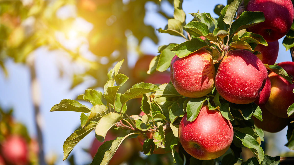 What's in Season: September Fruits & Vegetables