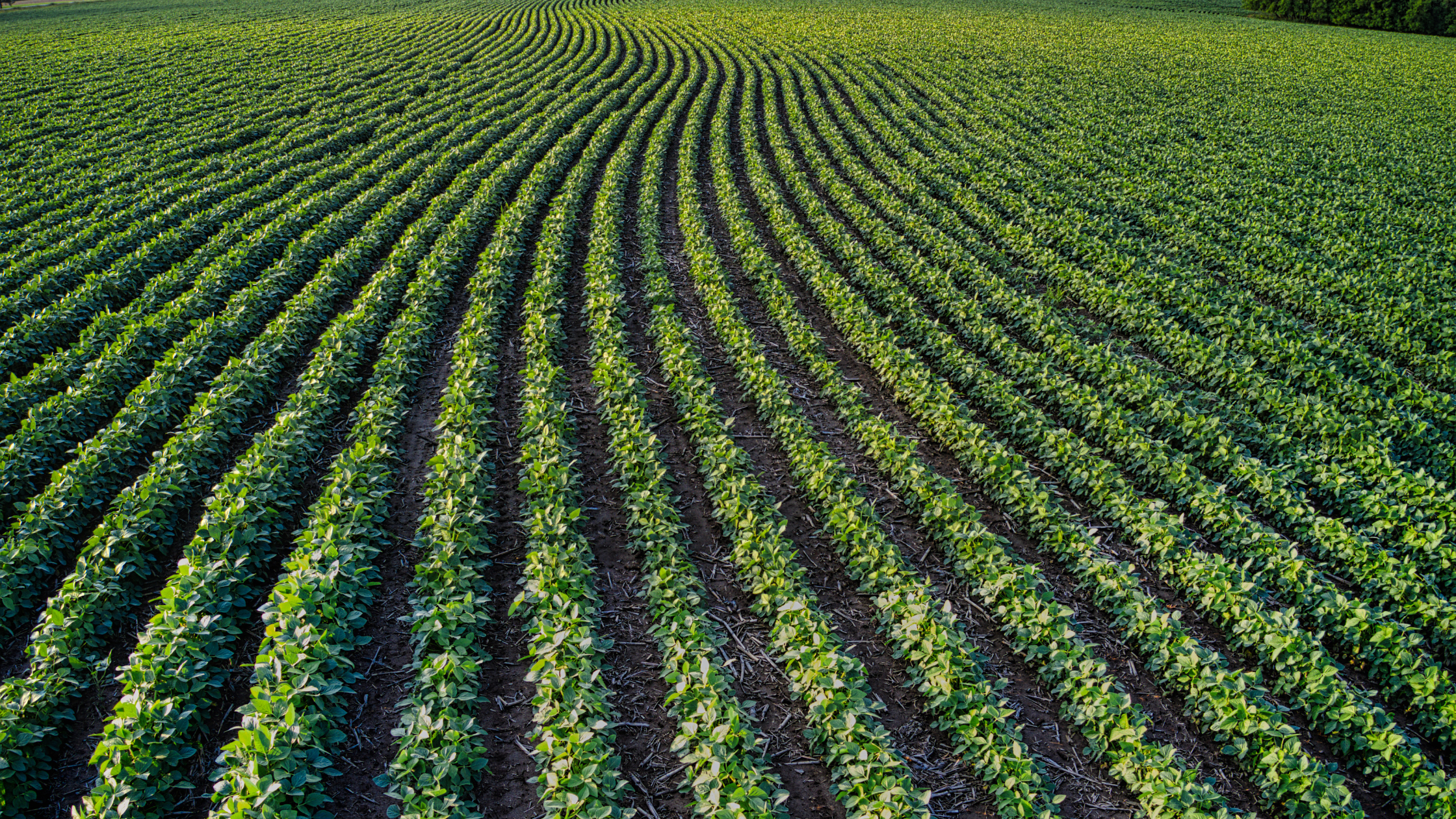 Regenerative Agriculture Explained: How Farming Can Help Heal the Planet
