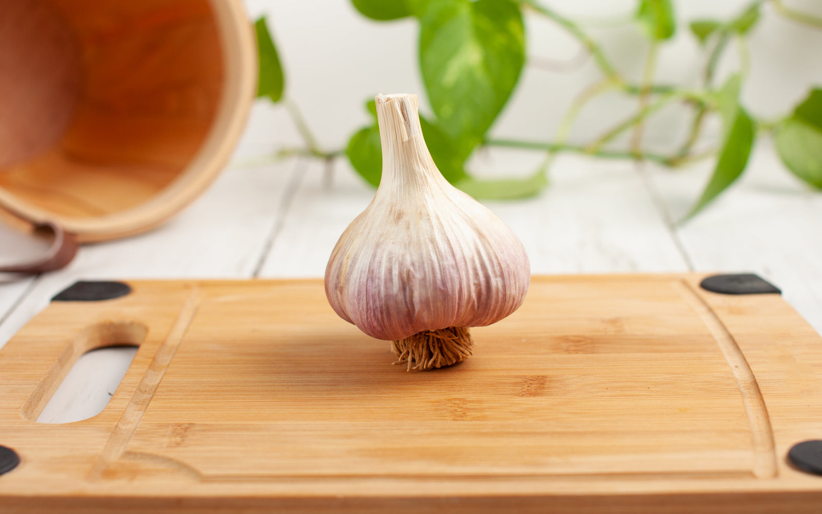 Russian Red Garlic Benefits