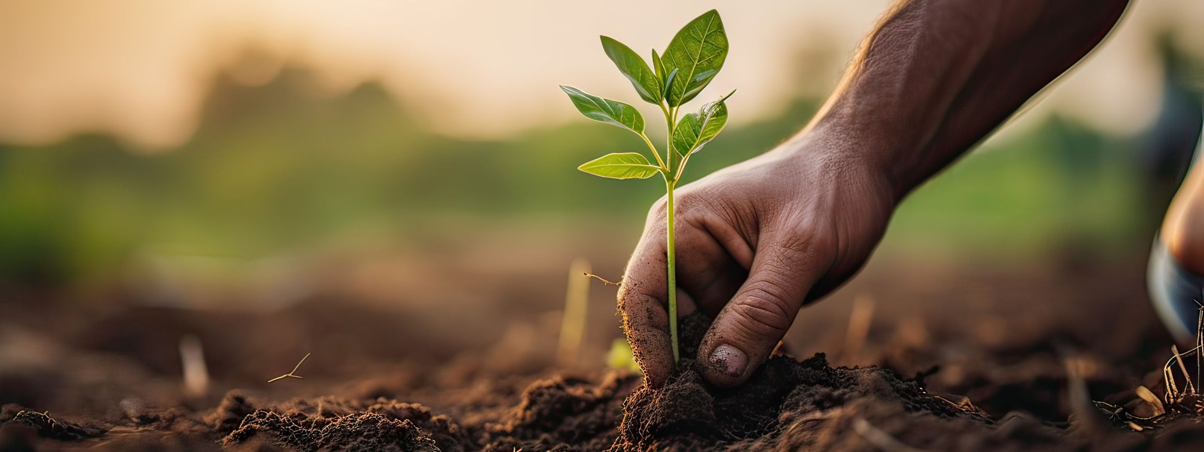 The Practical Guide to Sustainable Living: Simple Steps for Every Home