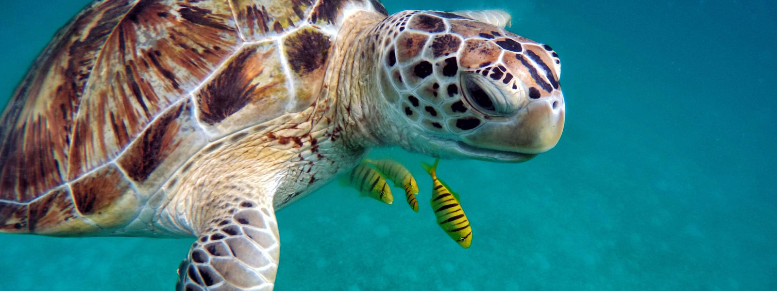 10 Ways to Celebrate World Oceans Month and Protect Our Seas