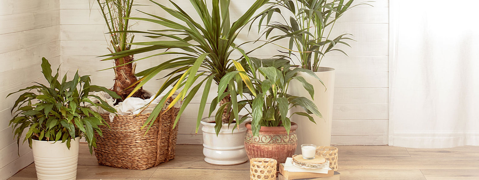 5 Low-Maintenance House Plants to Brighten Your Home