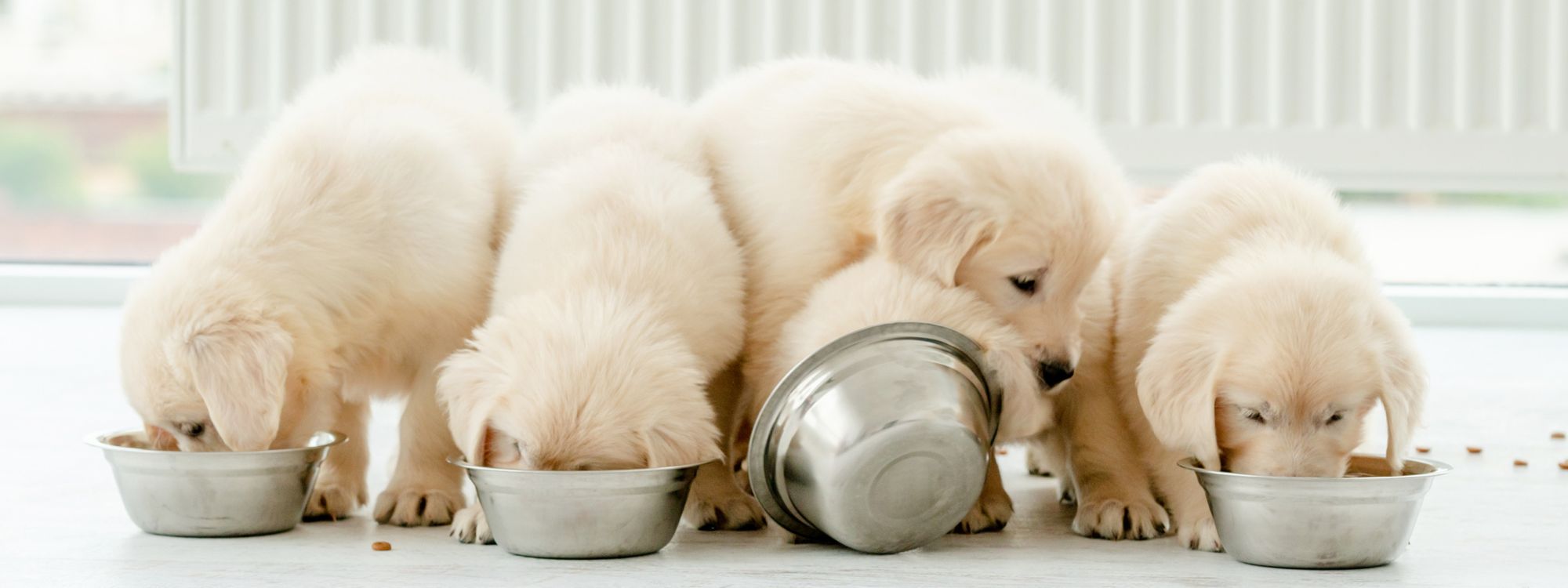 Greener Bowls: How to Feed Your Dog Sustainably Without Sacrificing Nutrition
