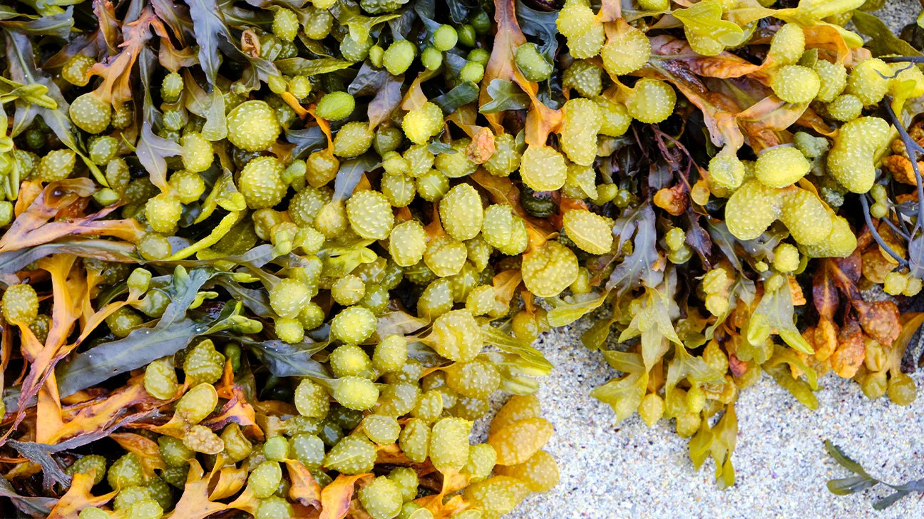 Bladderwrack Tea For Hair Growth: How to Make and Use It