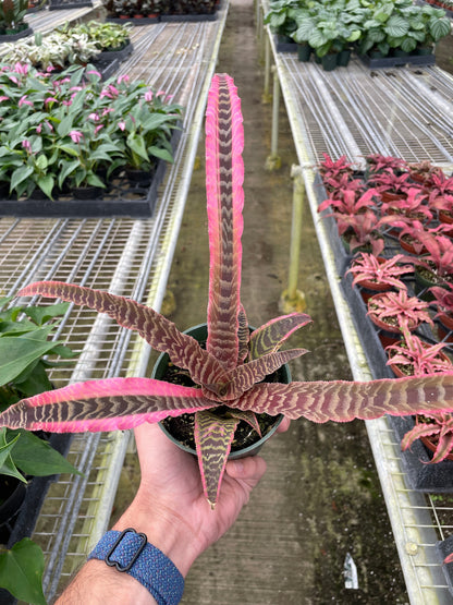 Cryptanthus 'Elaine'