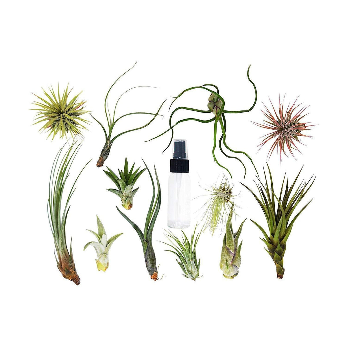 Tillandsia Air Plant Variety w/ Spray - 3 Pack