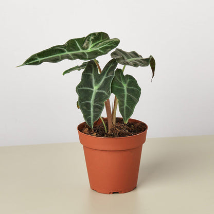 Alocasia Polly 'African Mask'