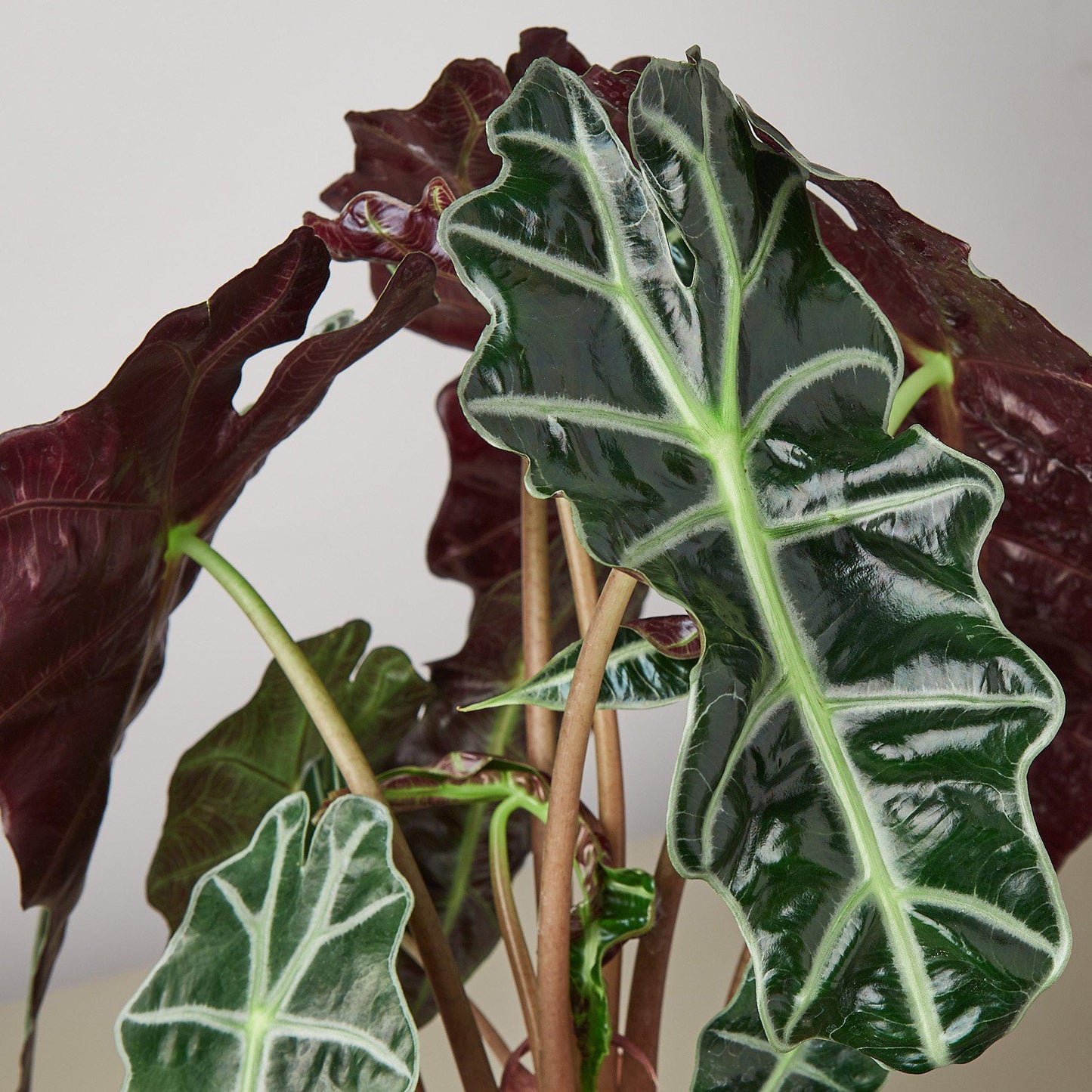 Alocasia Polly 'African Mask'