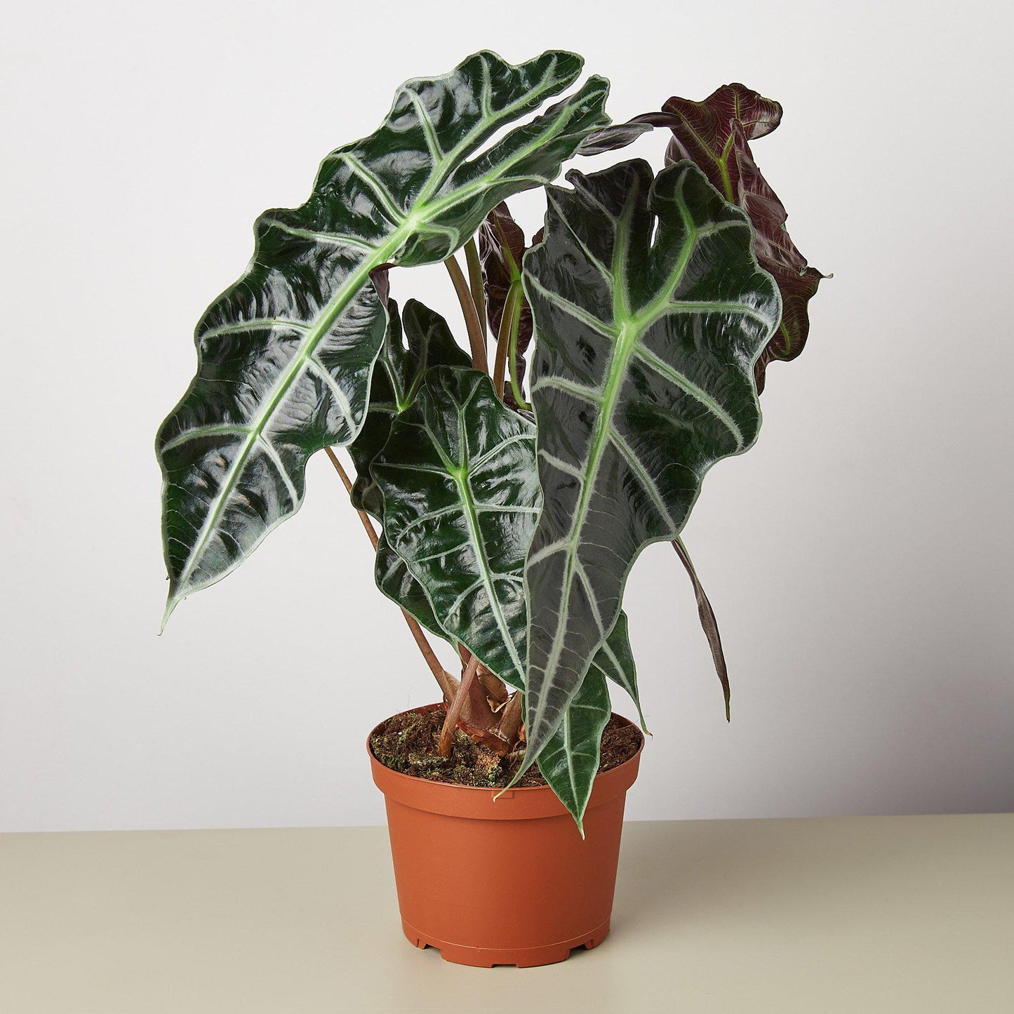 Alocasia Polly 'African Mask'