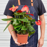 Anthurium 'Red'