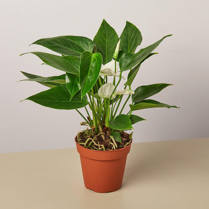 Anthurium 'White'