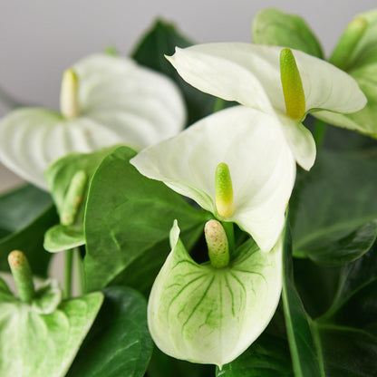 Anthurium 'White'