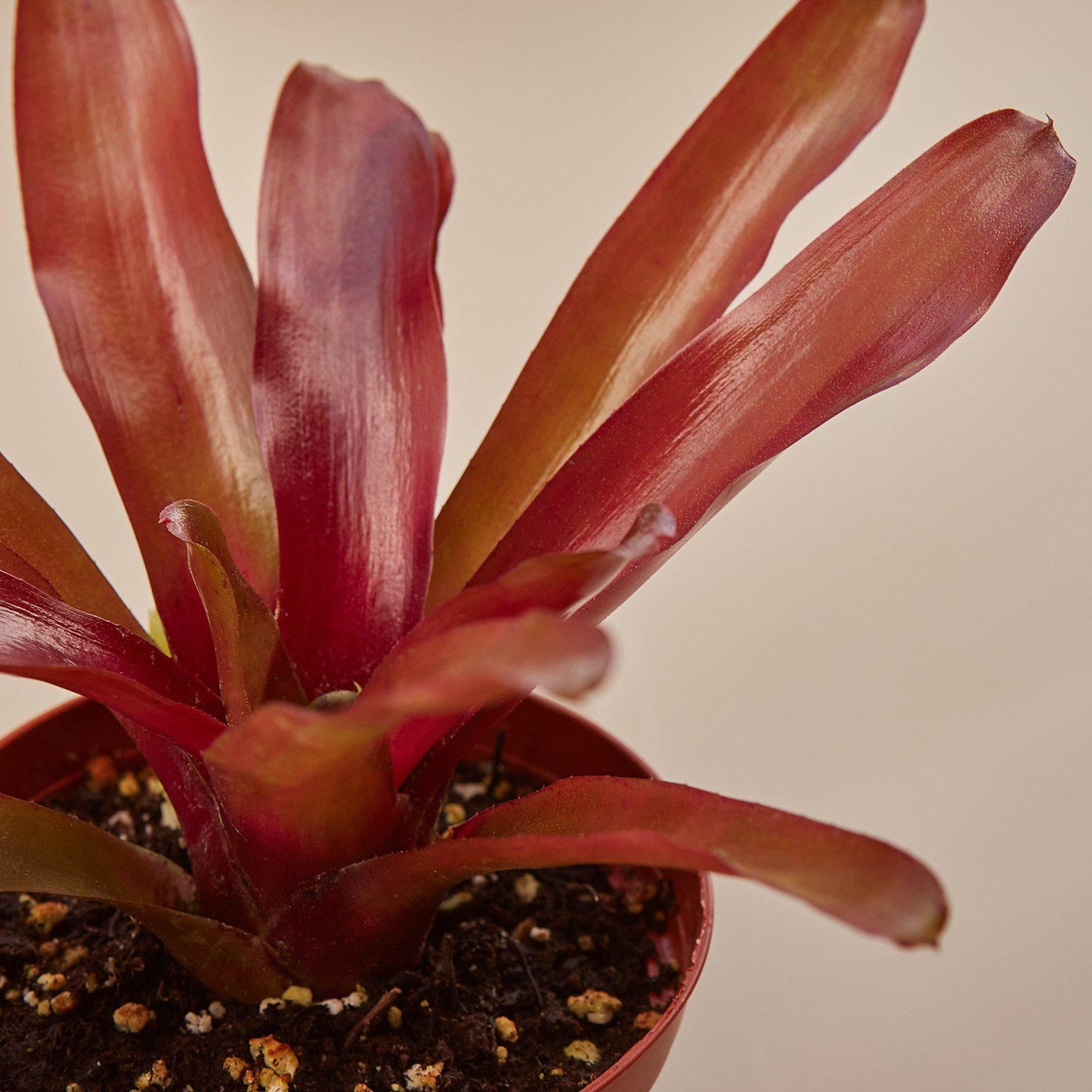 Bromeliad 'Fireball'