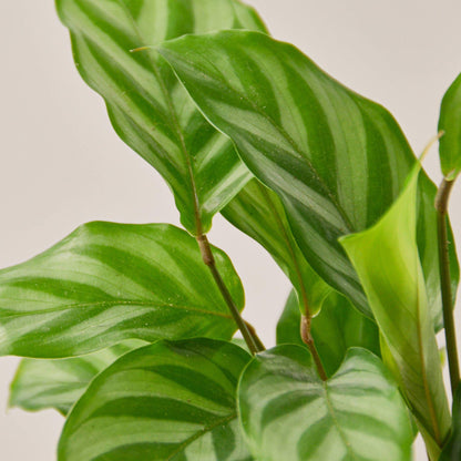 Calathea Concinna 'Freddie'