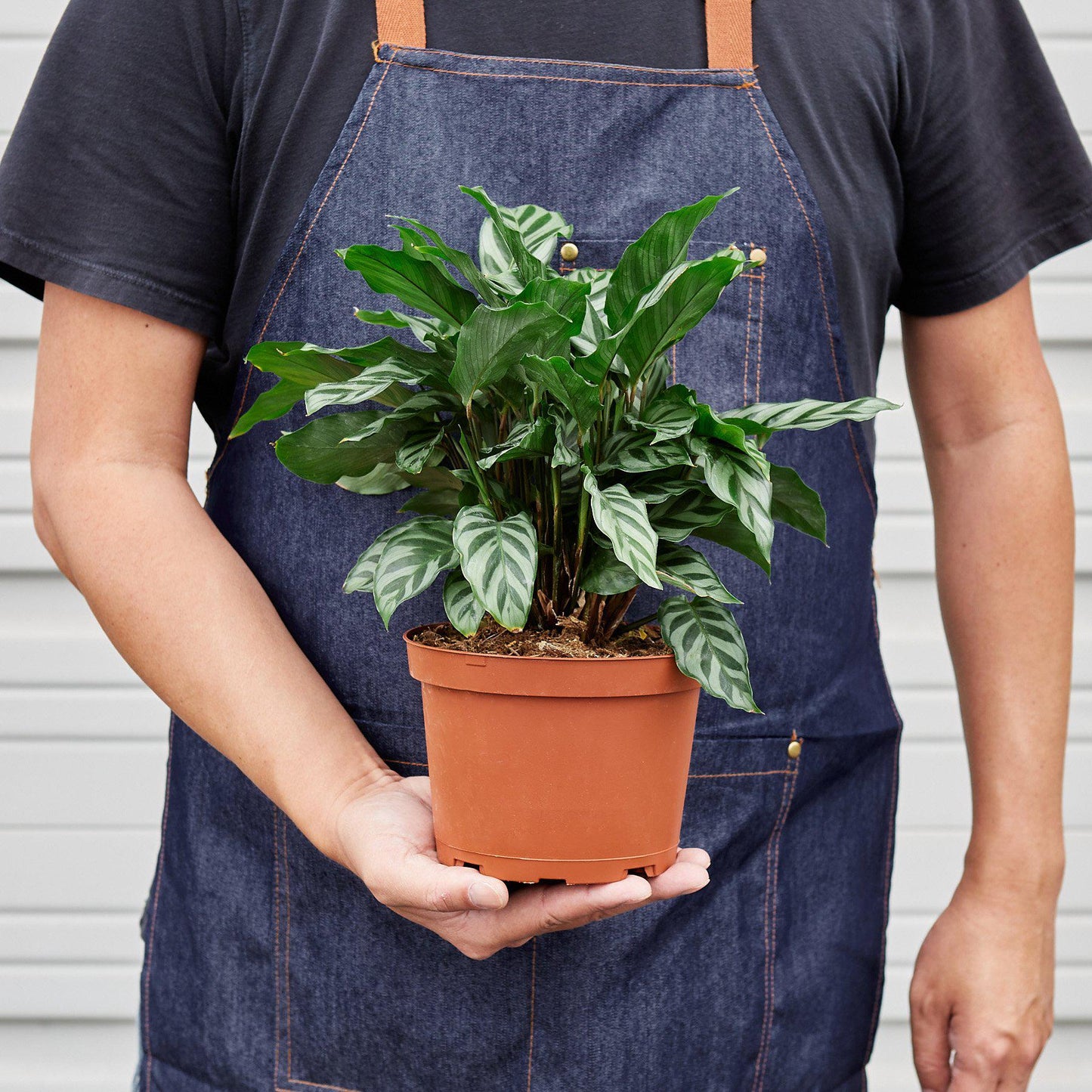 Calathea Concinna 'Freddie'