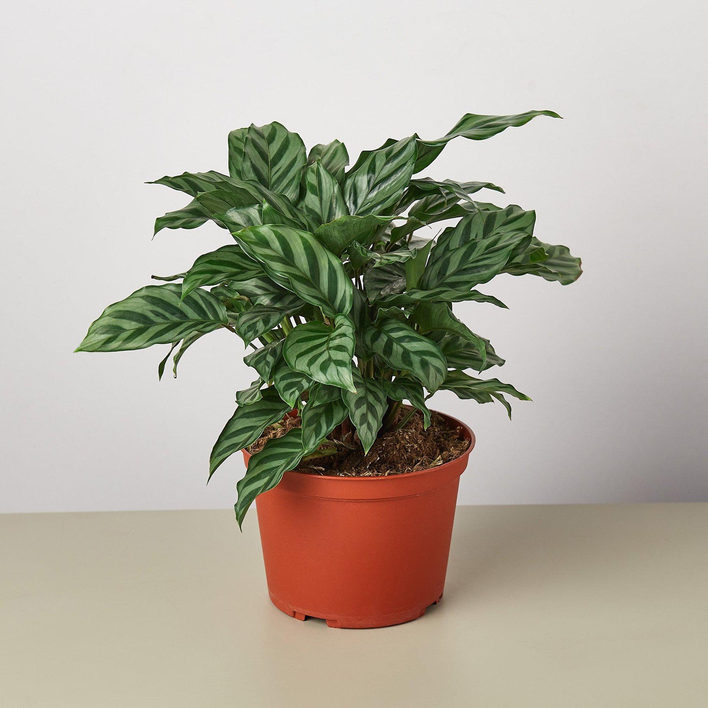 Calathea Concinna 'Freddie'