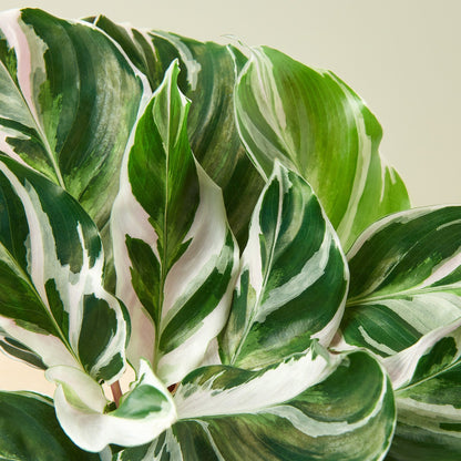 Calathea 'White Fusion'