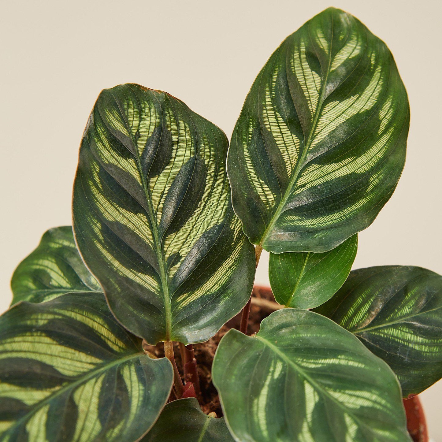 Calathea 'Makoyana'