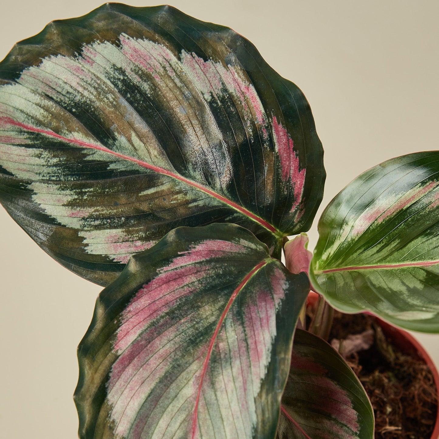 Calathea Roseopicta 'Medallion' II