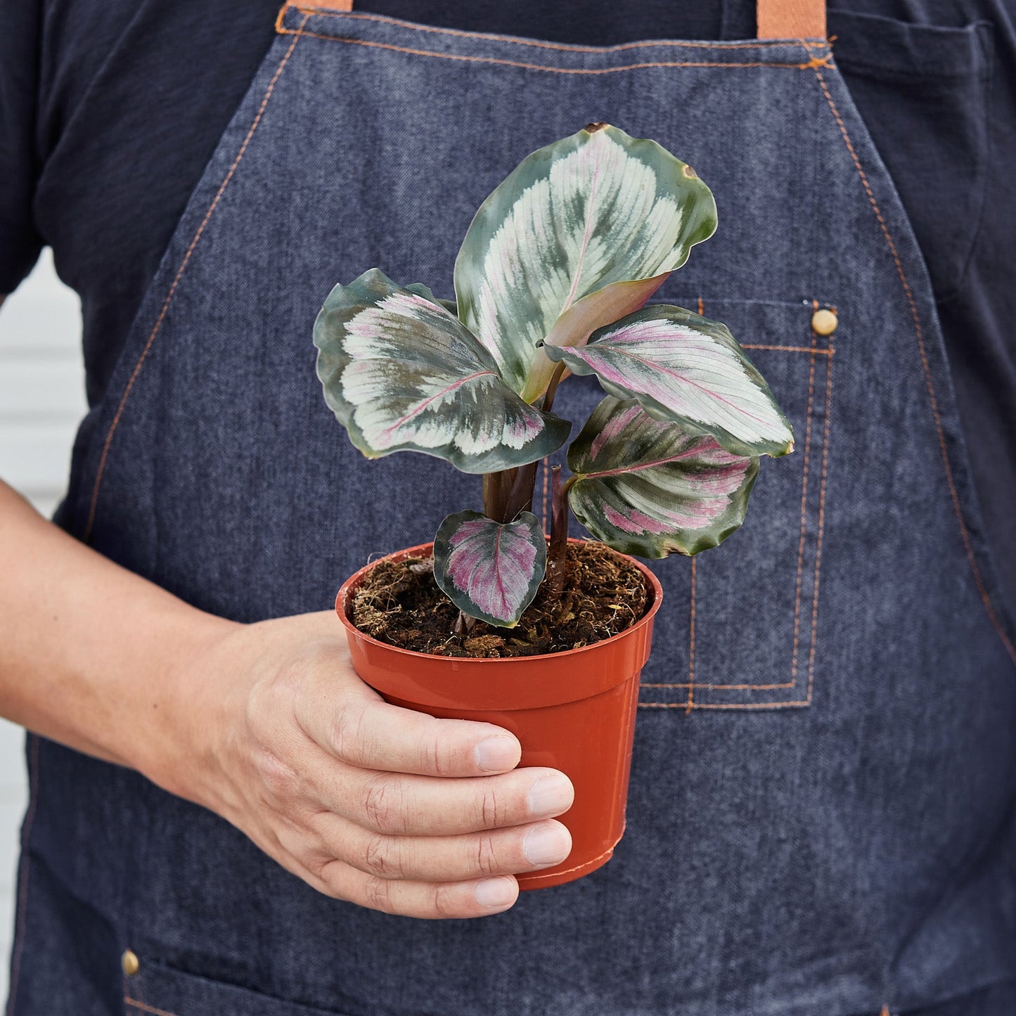 Calathea Roseopicta 'Medallion' II