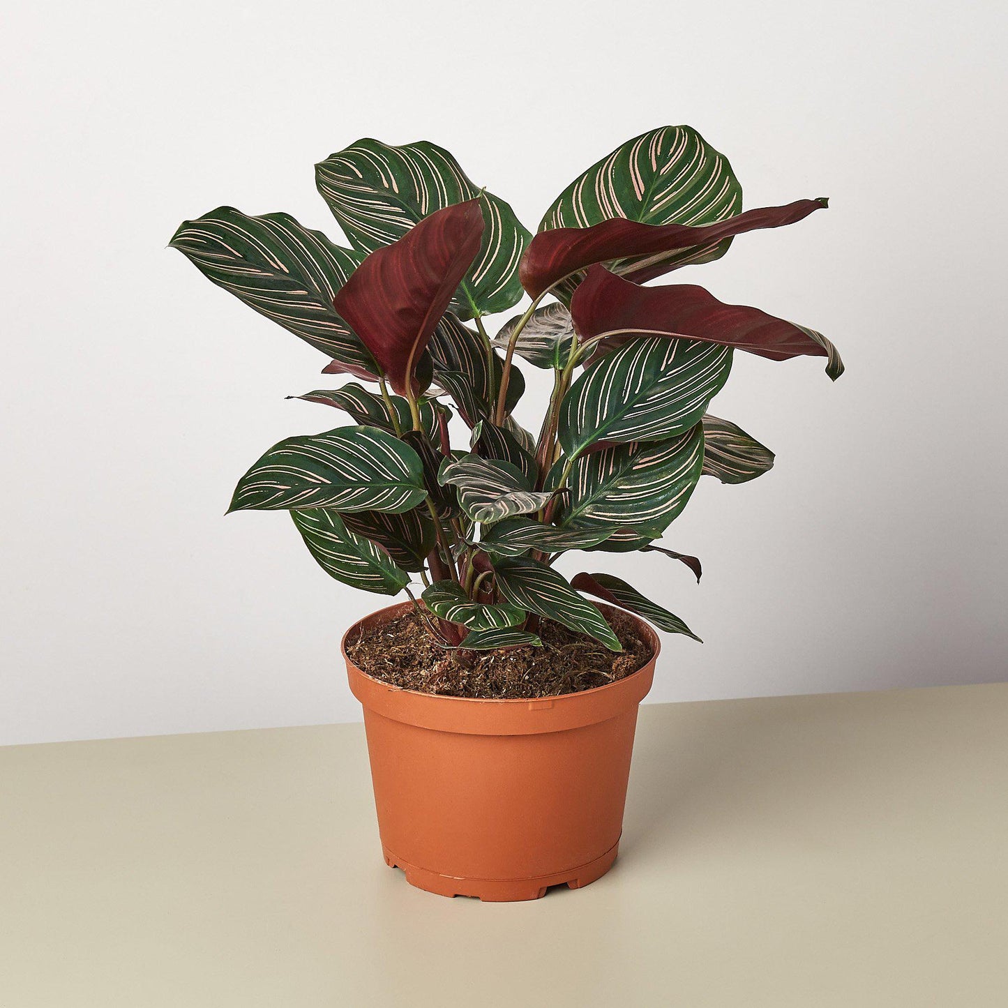 Calathea 'Ornata'