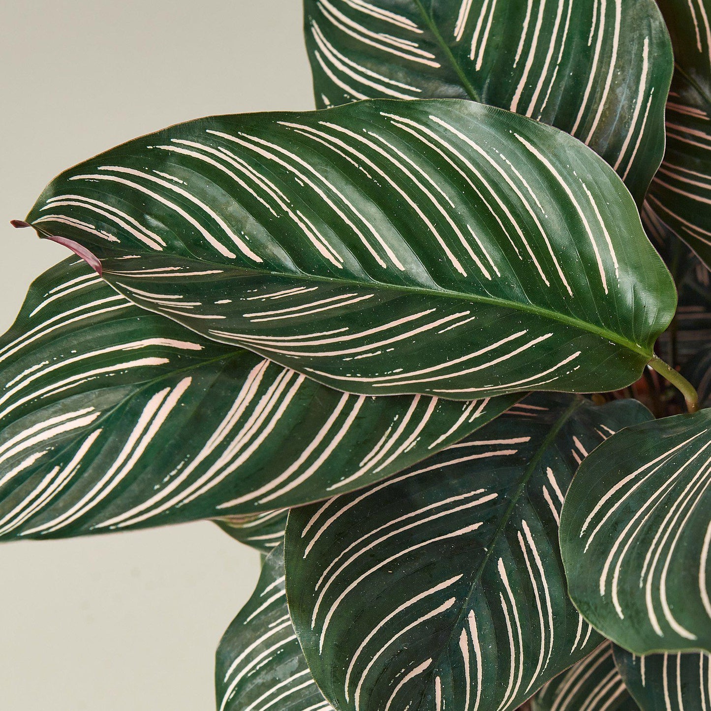 Calathea 'Ornata'