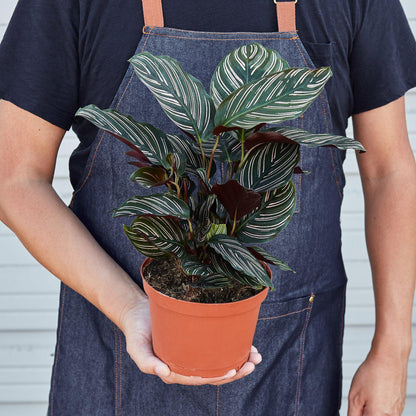 Calathea 'Ornata'