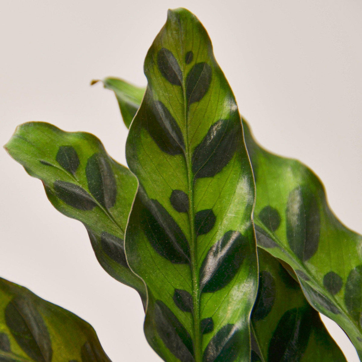 Calathea Lancifolia 'Rattlesnake'