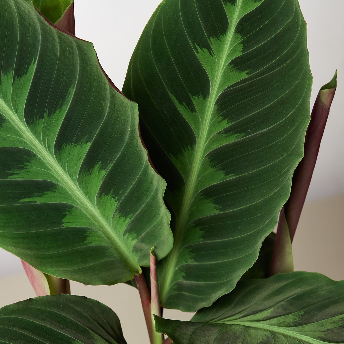 Calathea 'Warscewiczii'