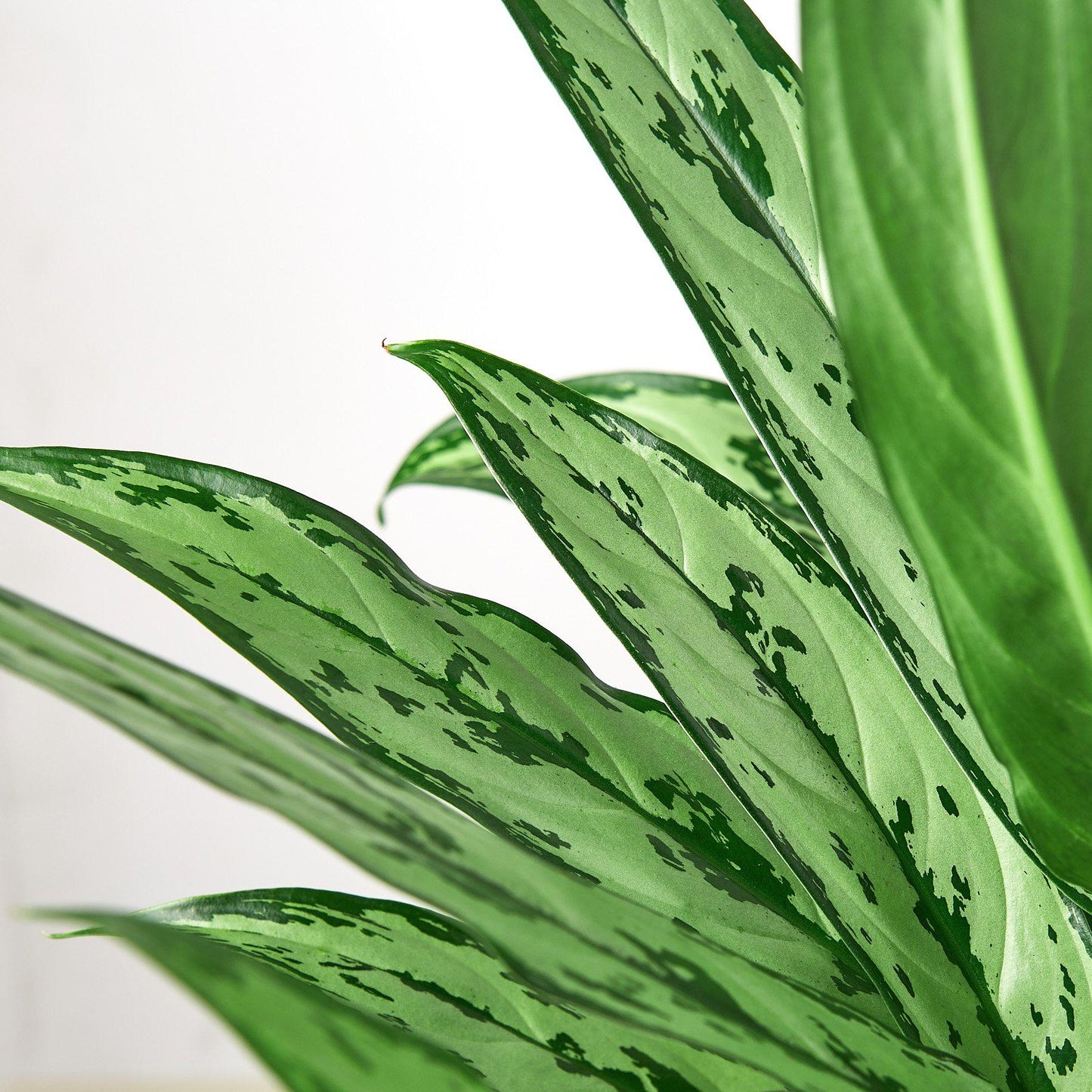 Chinese Evergreen 'Cutlass'