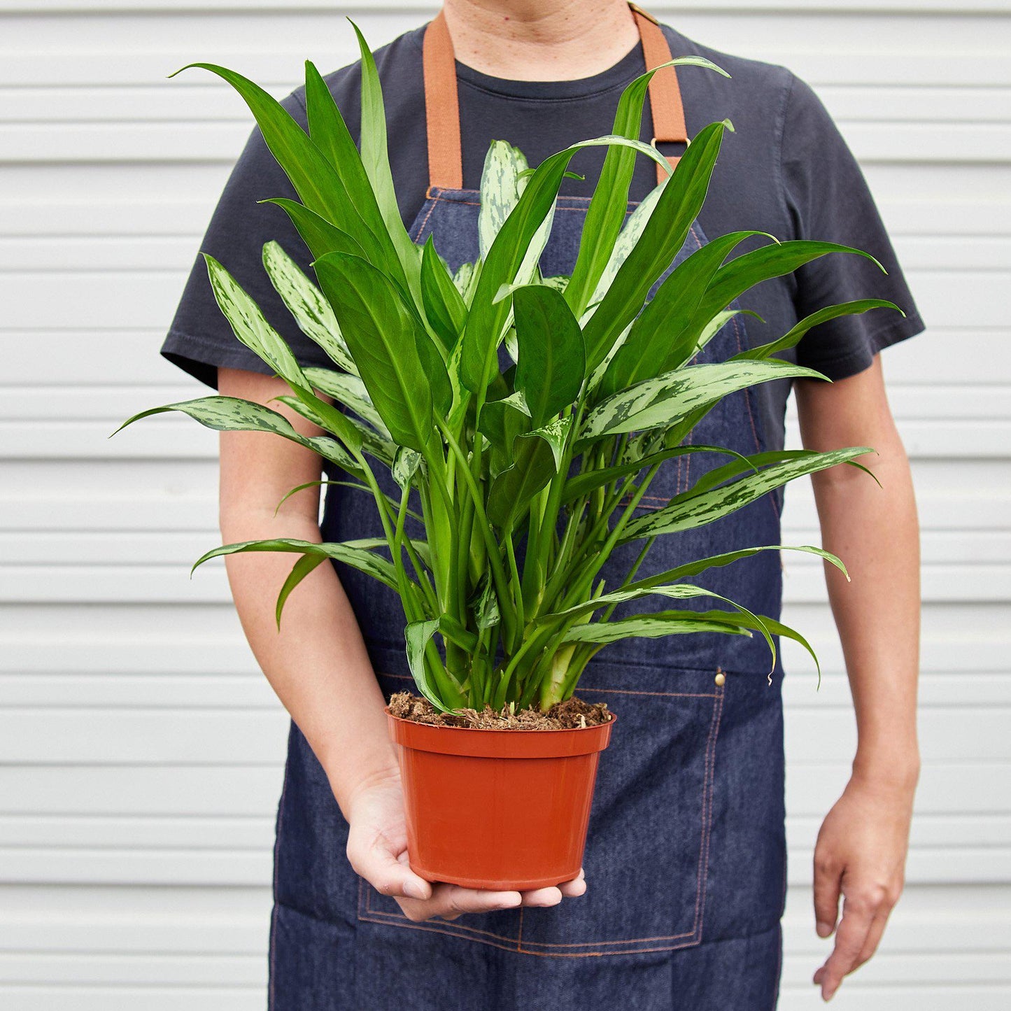 Chinese Evergreen 'Cutlass'