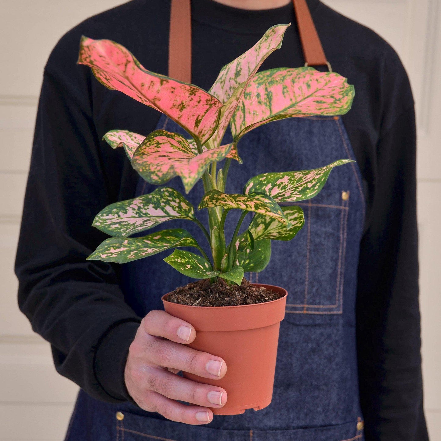 Chinese Evergreen 'Lady Valentine'