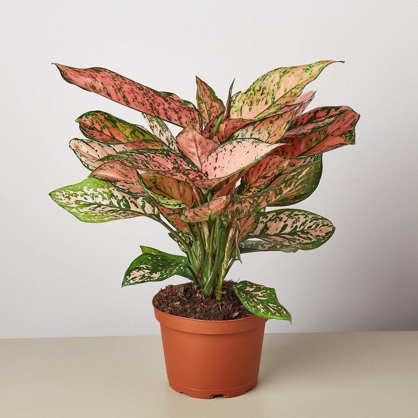 Chinese Evergreen 'Lady Valentine'