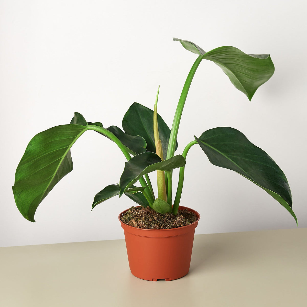 Philodendron 'Congo Green'