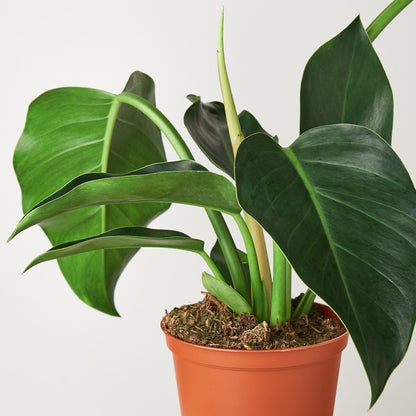 Philodendron 'Congo Green'