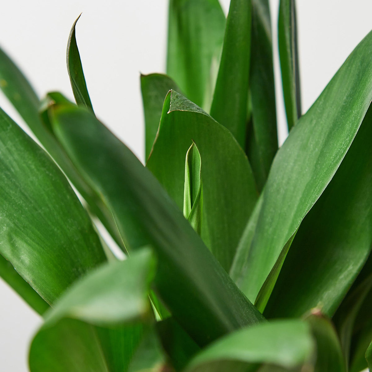 Cordyline Glauca