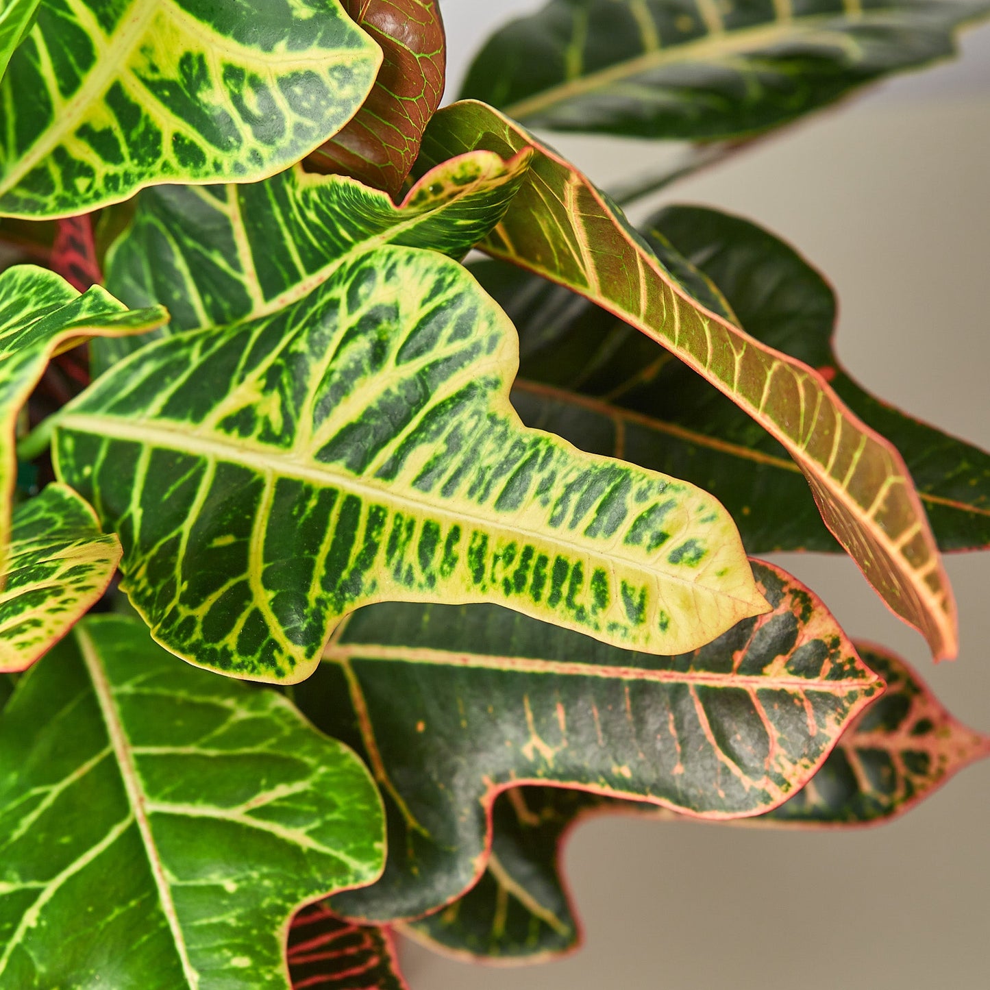 Croton 'Oakleaf'