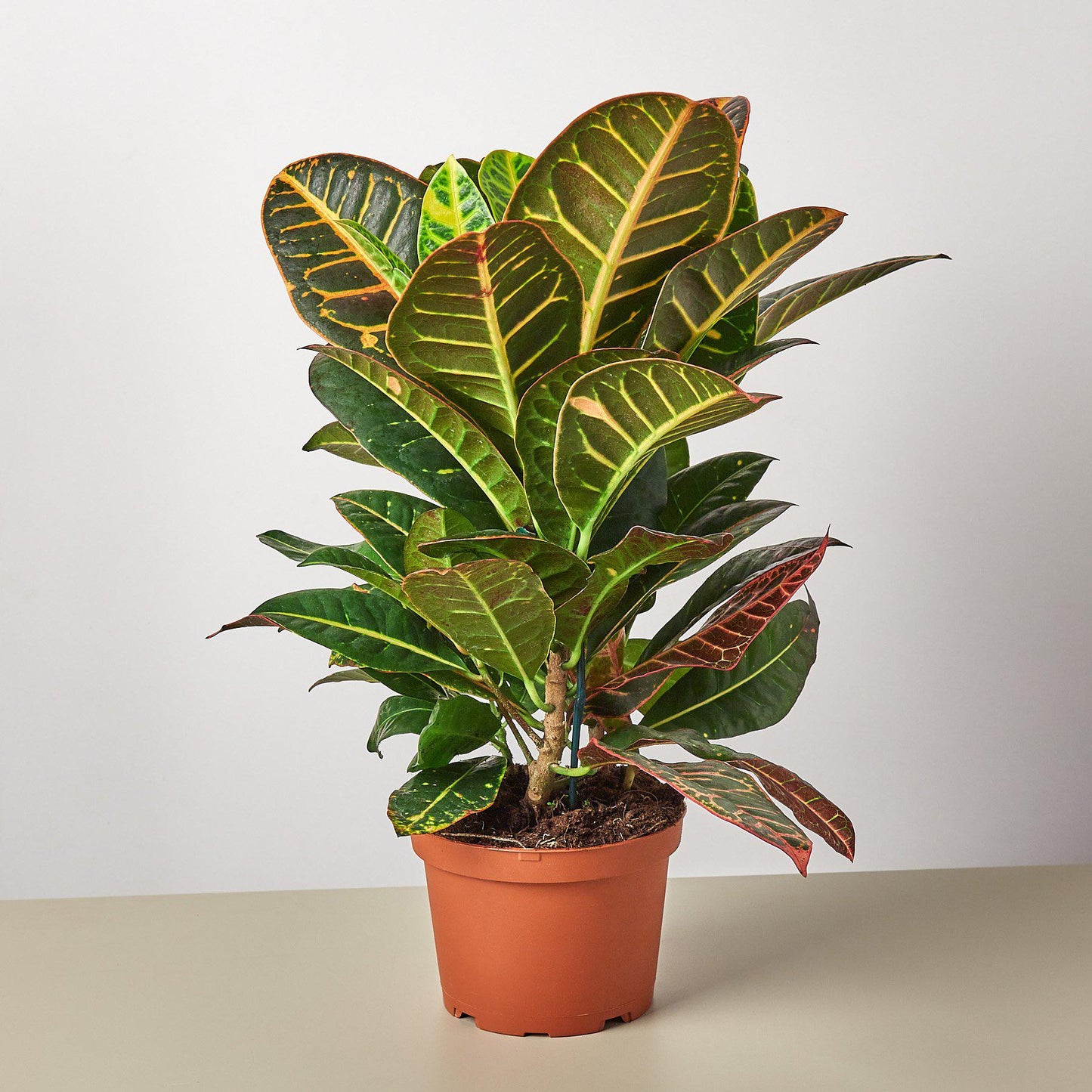 Croton Petra 'Joseph's Coat'